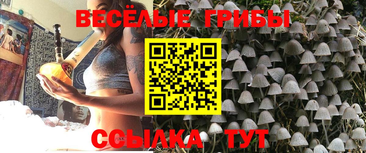 Псилоцибиновые грибы Psilocybine cubensis Заринск